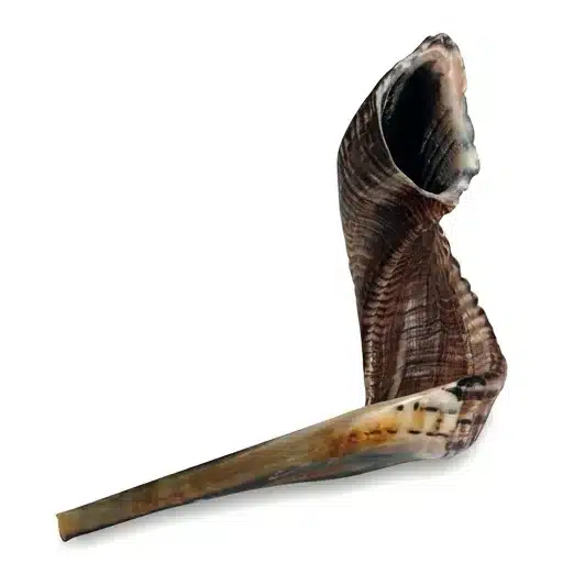 Shofar Size 4, 35-40 cm