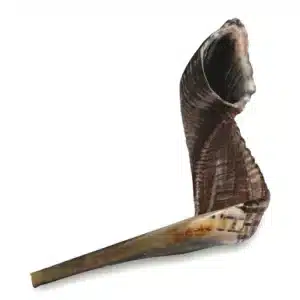Shofar Size 5, 40-45 cm