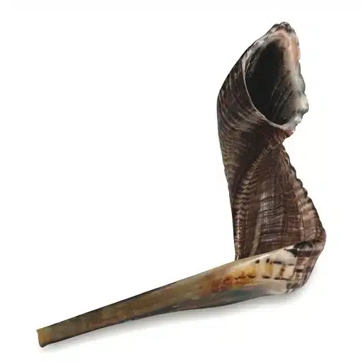 Shofar Size 5, 40-45 cm